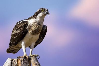 Águila pescadora posada (foto: Shutterstock / Nature Bird Photography).

