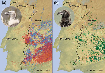 El mapa (a) muestra las localizaciones de buitres leonados (en azul para los marcados en las Bardenas Reales y en rojo para los marcados en las sierras de Cazorla y Segura). El mapa (b) muestra las localizaciones de buitres negros de Cabañeros.

