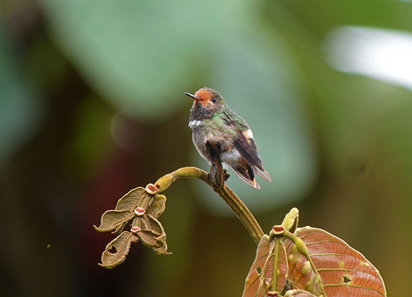 Ejemplar de coqueta crestirrufa observado en Costa Rica (foto: Ludovico de Vega).