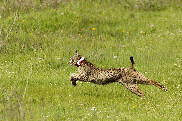 Momento de la liberación de un lince ibérico criado en cautividad en una zona de reintroducción de la provincia de Córdoba (foto: Alfonso Roldán).

