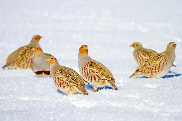 Grupo de perdices pardillas en la nieve (foto: Nature Bird Photography / Shutterstock).
