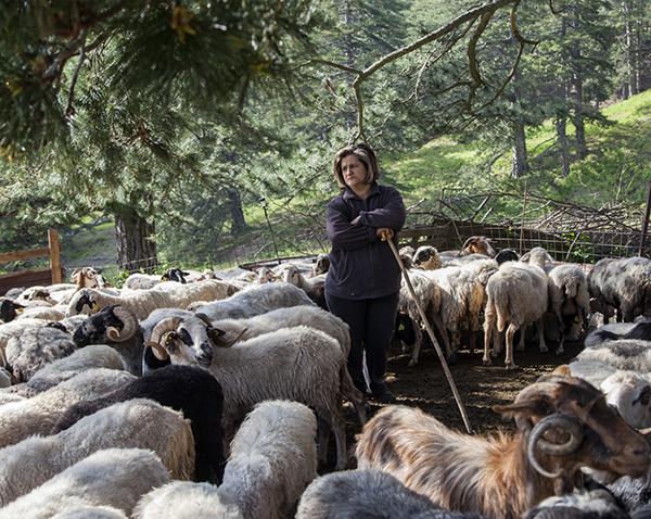 Pastora con cabras en el norte de Grecia (foto: Stamos Abatis).

