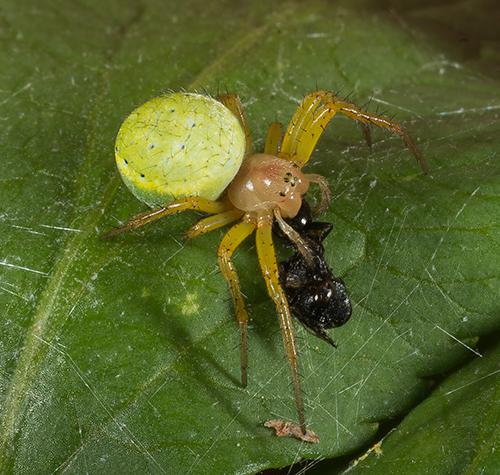 La pequeña y atractiva Araniella cucurbitina con una de sus presas (foto: Diego Perea).

