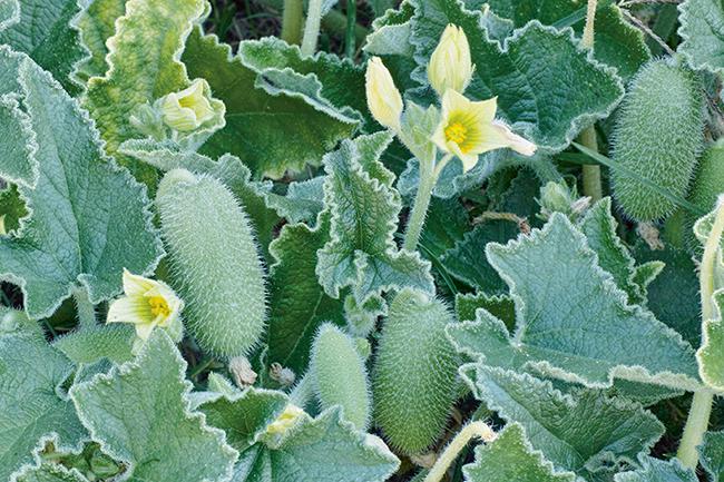 Matas de pepinillo del diablo con sus hojas, flores y frutos (foto: Flaviano Fabrici / Shutterstock).

