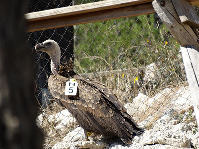 Buitre moteado juvenil en la jaula de captura en Alcoi (Alicante), con el código de su marca alar visible (foto: Carmen Villena).

