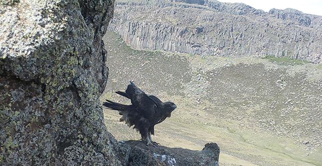 Imagen de foto-trampeo de un águila real etíope en el único territorio ocupado del valle del río Web detectado en el sondeo de noviembre de 2017 (foto: Enrique Navarro).

