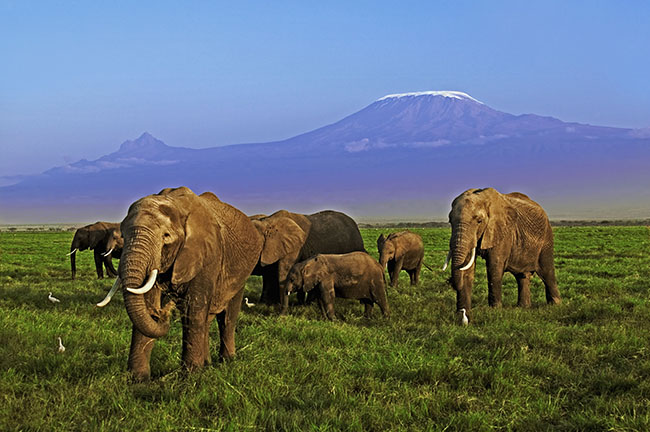 Elefantes africanos con el fondo de las cumbres nevadas del Kilimanjaro (foto: Martin Harvey / WWF).

