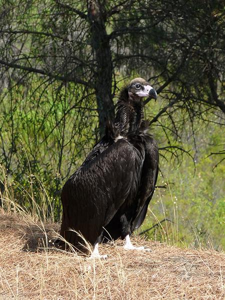 Pollo volantón de buitre negro de la colonia de Sierra pelada (Huelva), posado en el suelo tras su primer vuelo (foto: Honorio Inés).


