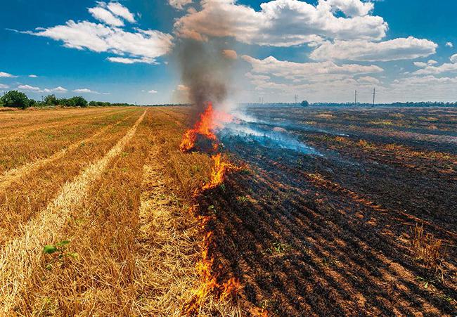 Quema de rastrojos en un campo de cereal (foto: Astanin / Shutterstock).

