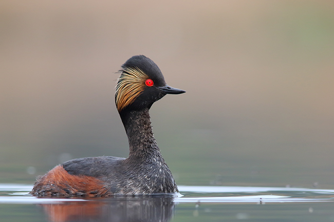 Zampullín cuellinegro con su plumaje característico en época de cría (foto: Wildlife World / Shutterstock).

