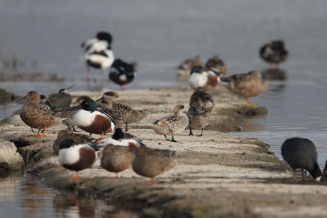 Varias cercetas pardillas descansan junto a patos cuchara y otras especies de aves acuáticas en s'Albufera de Mallorca (foto: Patrick Moussa).


