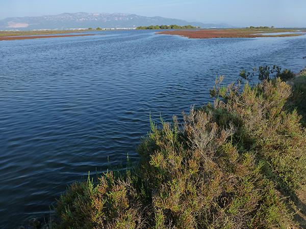 Extremo meridional del Delta del Ebro, con la sierra del Montsiá al fondo (foto: Rafael Serra).