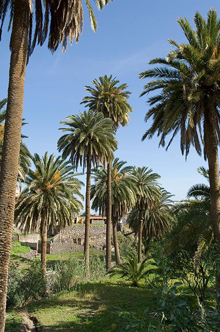 La palmera canaria es una especie dioica, con sexos separados en ejemplares masculinos y femeninos (foto: Javier Gil).

