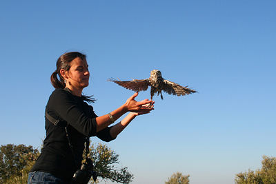 Un mochuelo es liberado en una de las fincas agrícolas que colaboran con Brinzal (foto: Iván García).