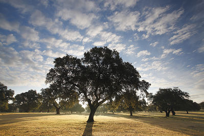 En el paisaje amable y accesible de la dehesa, encinas y alcornoques guardan las distancias y permiten que la luz del sol inunde la alfombra del pastizal (foto: José Luis Gómez de Francisco).


