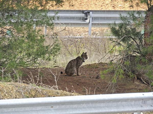 Un lince ibérico con collar emisor se detiene junto a una carretera en Sierra Morena (foto: Alfonso Moreno / WWF España).

