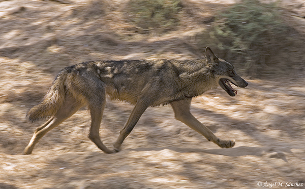 Lobo ibérico al trote fotografiado en condiciones controladas (foto: Ángel M. Sánchez).

