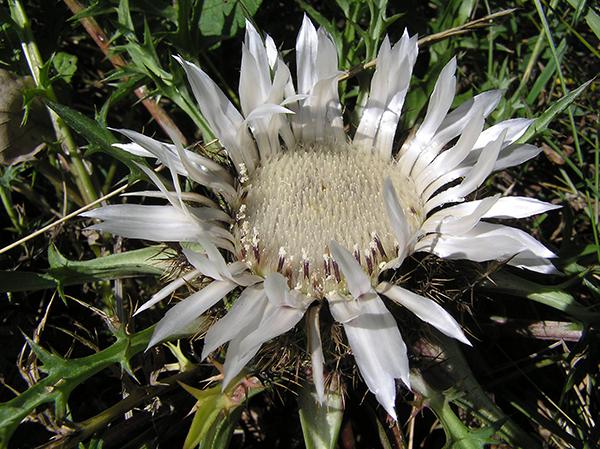 La carlina (Carlina acaulis) es un tipo de cardo presente en Pirineos (foto: Boschfoto / Wikicommons).


