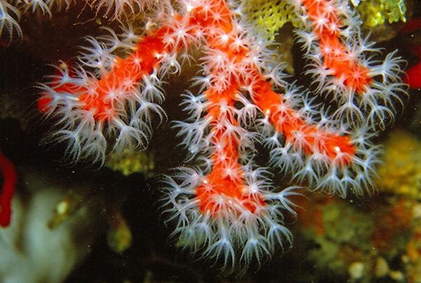 Coral rojo del Mediterráneo (foto: Parent Géry / Wikicommons).

