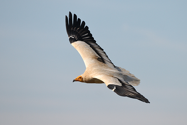 Alimoche adulto en vuelo (foto: Manuel de la riva).