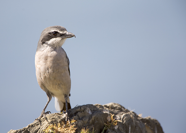 El alcaudón real es otro caso de especie antes común que ha ido escaseando hasta niveles preocupantes (foto: Óscar J. González).

