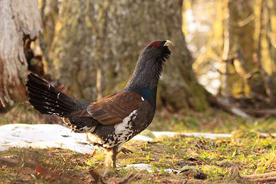 Urogallo cantábrico en celo (foto: Más que Pájaros).

