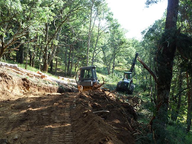 Pista abierta hace un año en Sierra Escalva (Montejo de la Sierra, Madrid) en una zona con tejos en regeneración y expansión (foto: Jaime Braschi).


