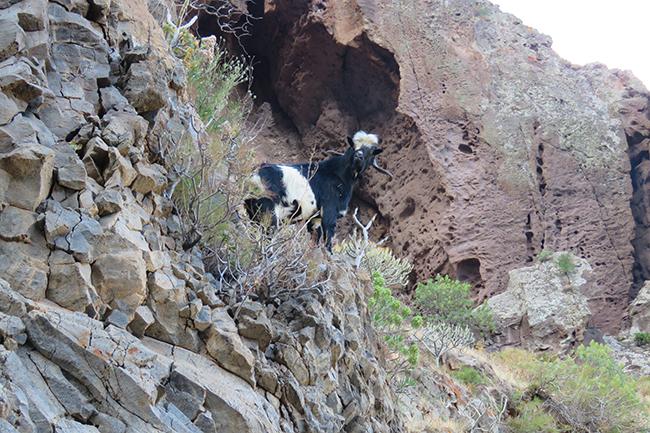 Cabra asilvestrada en una zona de regeneración de cedro canario de la reserva de Güigüí, en Gran Canaria (foto: Marco Díaz-Betrana).

