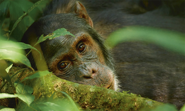 Primer plano de un chimpancé durante un descanso en el Parque Nacional de Kibale, al sur de Uganda (foto: Martin Mecnarowski/ Shutterstock).

