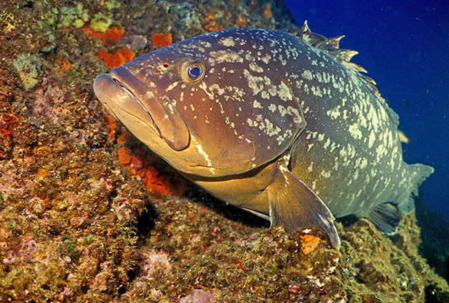 El mero (Epinephelus marginatus) es una de las especies destacada del Mar de las Calmas (foto: Parent Géry / Wikicommons).