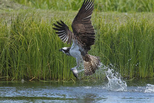 Águila pescadora con una presa recién capturada en un humedal (foto: José Luis Gómez de Francisco).