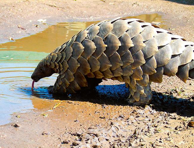 Un pangolín bebe en una charca. Nada menos que ocho toneladas de escamas de este mamífero han sido intervenidas en la Operación Thunderstorm (foto: Krystinaclaire / Shutterstock).