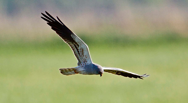 Macho de aguilucho cenizo en vuelo (foto: Bildagentur Zoonar GmbH / Shutterstock).