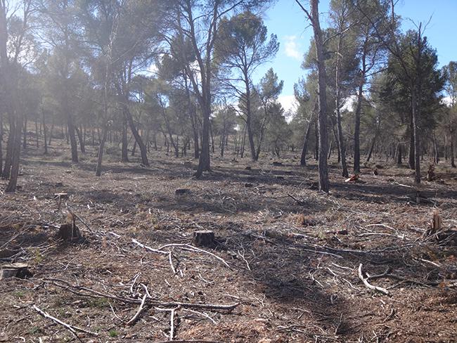 Área de nidificación de milano negro y de águila calzada donde se han cortado los pinos que mantenían nidos de ambas especies, en el municipio de Castilléjar (Granada). En la fotografía se aprecia la densidad de la corta (foto: José María Gil).