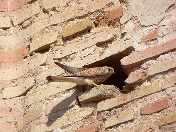 Cernícalo primilla en un mechinal de la iglesia de La Asunción, en Palma del Río (Córdoba). Foto: Grefa.

