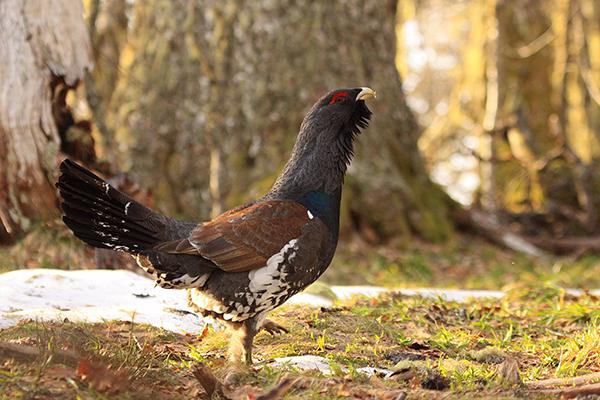 Macho de urogallo cantábrico salvaje fotografiado en su hábitat natural, en la comarca leonesa del Alto Sil (foto: Más que Pájaros).

