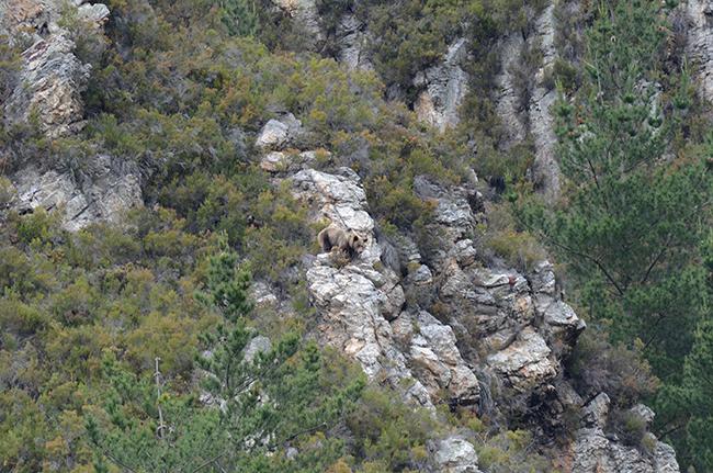 Hembra de oso pardo con su cría del año, pocos meses después de abandonar la osera (foto: Vincenzo Penteriani).

