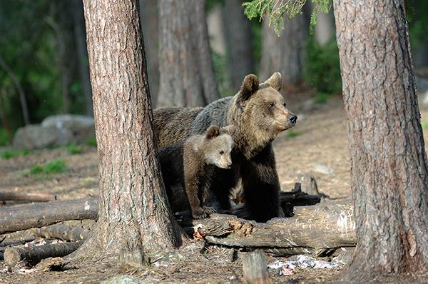 Osa con su osezno en la zona de reintroducción de la especie en los Alpes italianos (foto: C. Frapporti /Archivo Servizio Foreste e Fauna, Provincia Autonoma de Trento).

