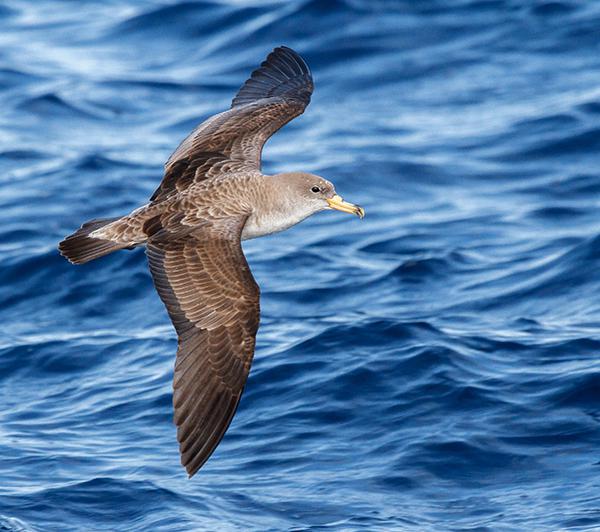 Una pardela cenicienta vuela a baja altura. Como otras aves marinas, esta especie depende enormemente de las condiciones de viento sobre la superficie del mar (foto: José Manuel Arcos).


