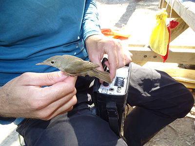Un biólogo comprueba con un aparato receptor si funciona el emisor colocado en un zarcero bereber (foto: Anse).

