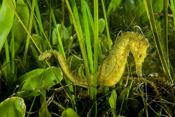 Macho de caballito de mar sobre una pradera mixta del alga Caulerpa prolifera y la fanerógama marina Cymodocea nodosa (foto: José Luis Alcaide).


