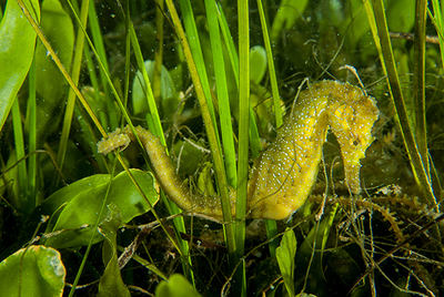 Macho de caballito de mar sobre una pradera mixta del alga Caulerpa prolifera y la fanerógama marina Cymodocea nodosa (foto: José Luis Alcaide).


