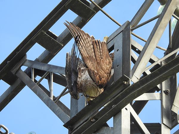 Un águila perdicera cuelga sin vida del apoyo de un tendido eléctrico, tras haberse electrocutado (foto: Plataforma SOS Tendidos Eléctricos).

