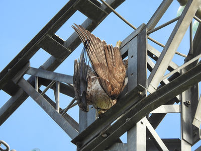 Un águila perdicera cuelga sin vida del apoyo de un tendido eléctrico, tras haberse electrocutado (foto: Plataforma SOS Tendidos Eléctricos).

