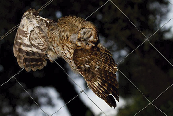 Ejemplar de cárabo común víctima de un vallado cinegético de un coto de caza (foto: Ricardo cubo / Asociación Circinaria).

