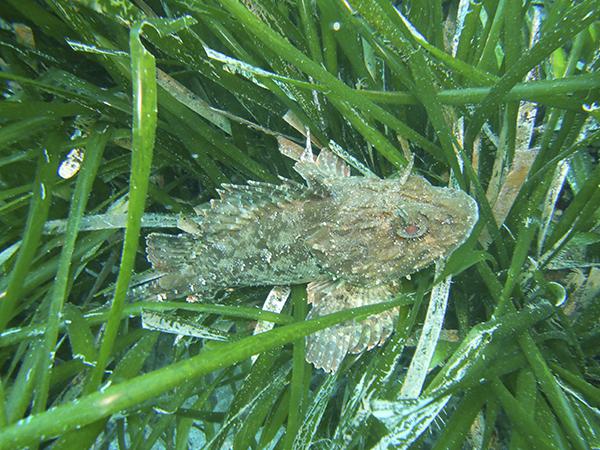 El rascacio (Scorpaena porcus) es un pez escorpión nativo de aguas españolas. El de la fotografía de la izquierda es del cabo de Gata (Almería) y está sobre un lecho de Posidonia oceanica (foto: José Carlos Báez).


