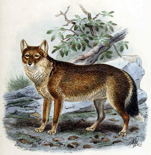 Lámina del lobo de las Malvinas (Dusicyon australis) publicada por George Mivart en el libro Dogs, jackals, wolves and foxes: a monograph of the canidae (1890).



