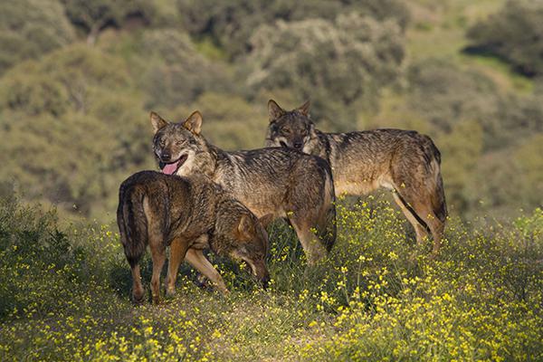 Grupo de tres lobos utilizados en condiciones controladas para el rodaje de algunas de las secuencias de la película Barbacana, la huella del lobo (foto: Arturo Menor).


