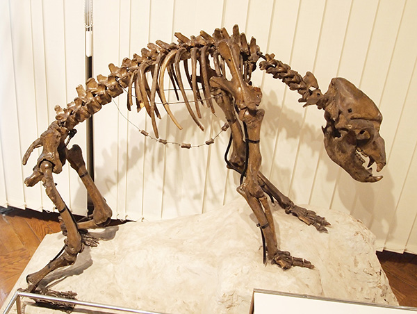 Esqueleto de uno oso cavernario que está expuesto en el Museo de Historia Natural de eslovenia, en Liubliana (foto: Tiia Monto / Wikicommons).

