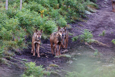 Lobos sorprendidos al amanecer en una pista forestal de Pontevedra (foto: Segundo Grijalvo).

